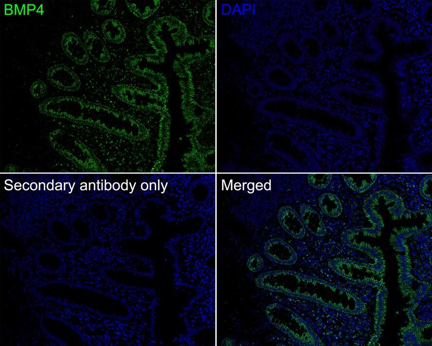 BMP-4 Antibody (JE42-44)