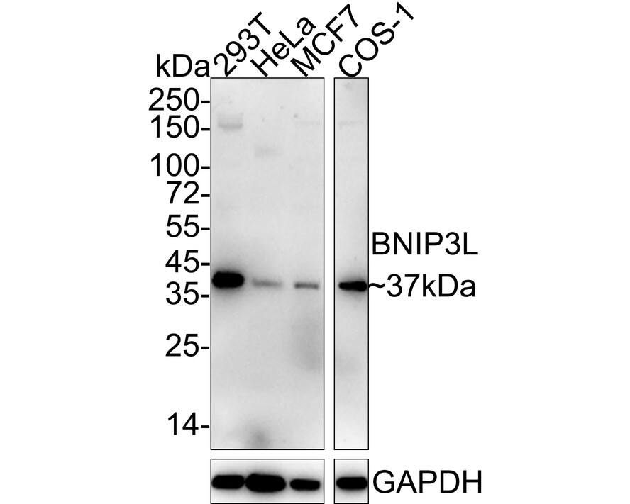 BNIP3L Antibody (JE59-98) Western Blot: BNIP3L Antibody (JE59-98) [NBP3-32087]