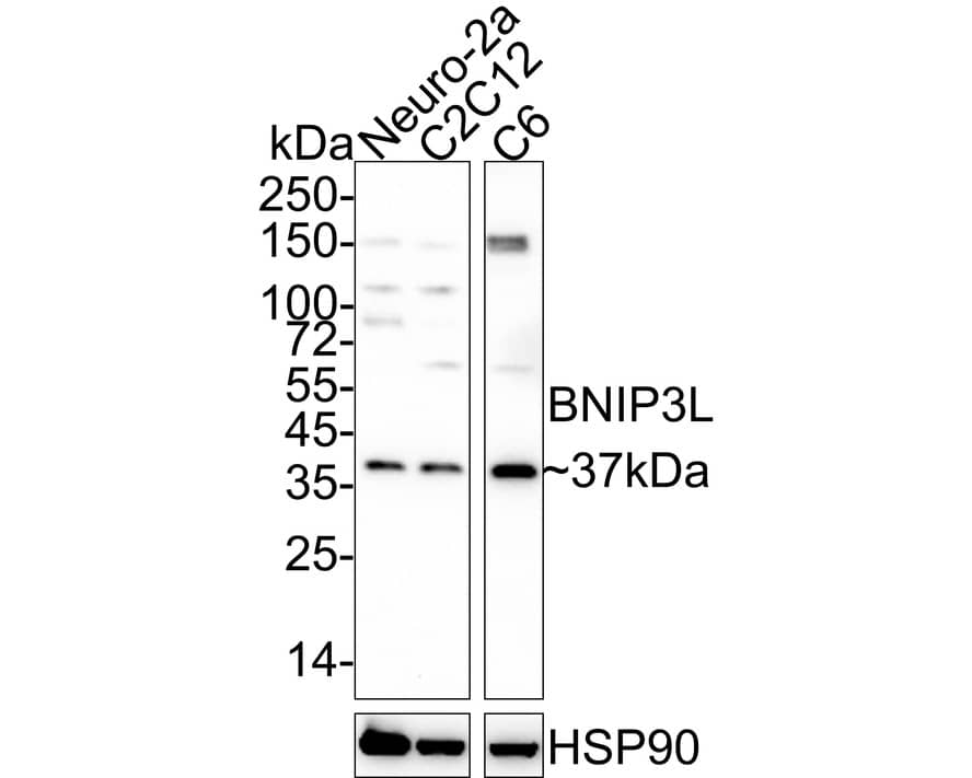 BNIP3L Antibody (JE59-98) Western Blot: BNIP3L Antibody (JE59-98) [NBP3-32087]