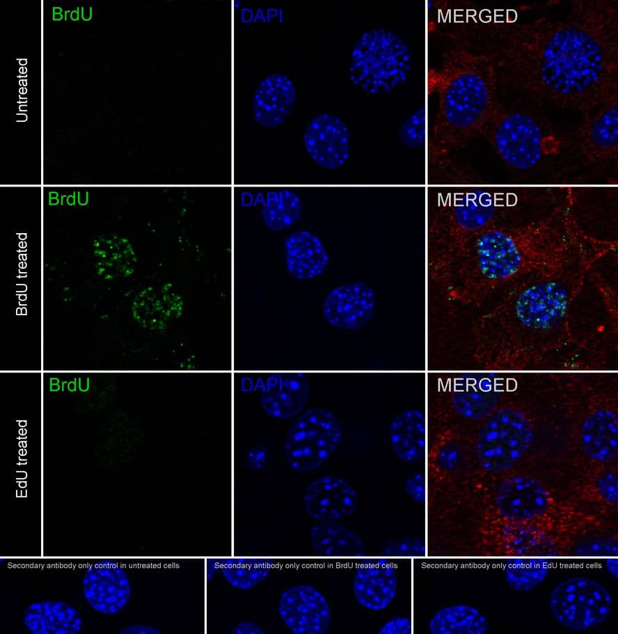 Bromodeoxyuridine/BrdU Antibody (PSH0-18)