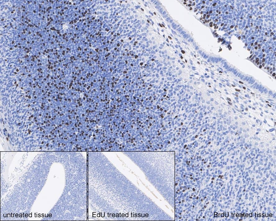 Bromodeoxyuridine/BrdU Antibody (PSH0-18)
