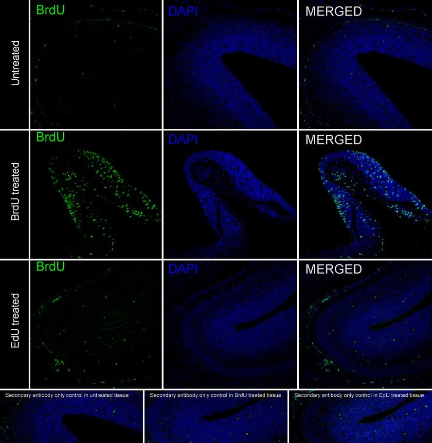 Bromodeoxyuridine/BrdU Antibody (PSH0-18)