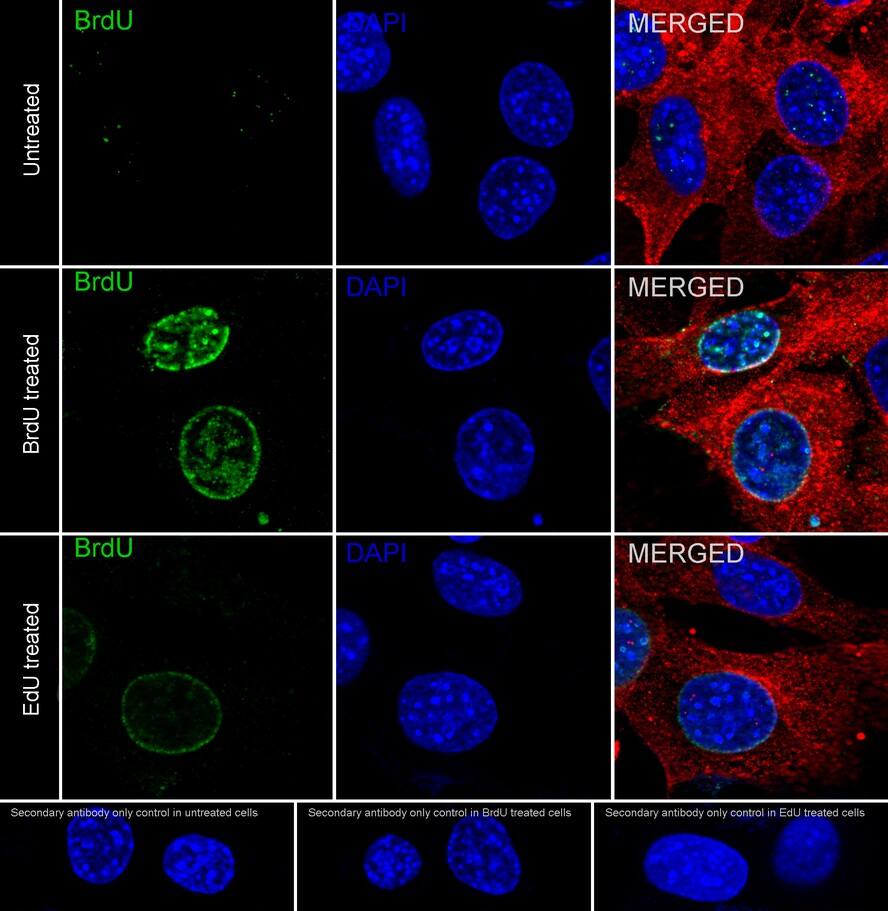 Bromodeoxyuridine/BrdU Antibody (A9C7-R)
