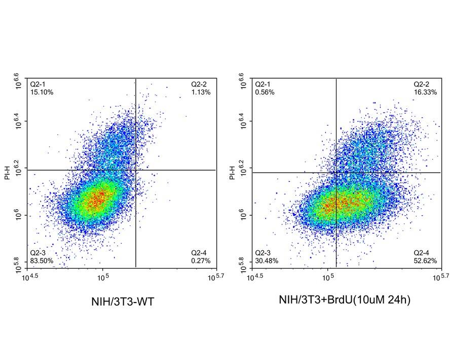 Bromodeoxyuridine/BrdU Antibody (A9C7-R)