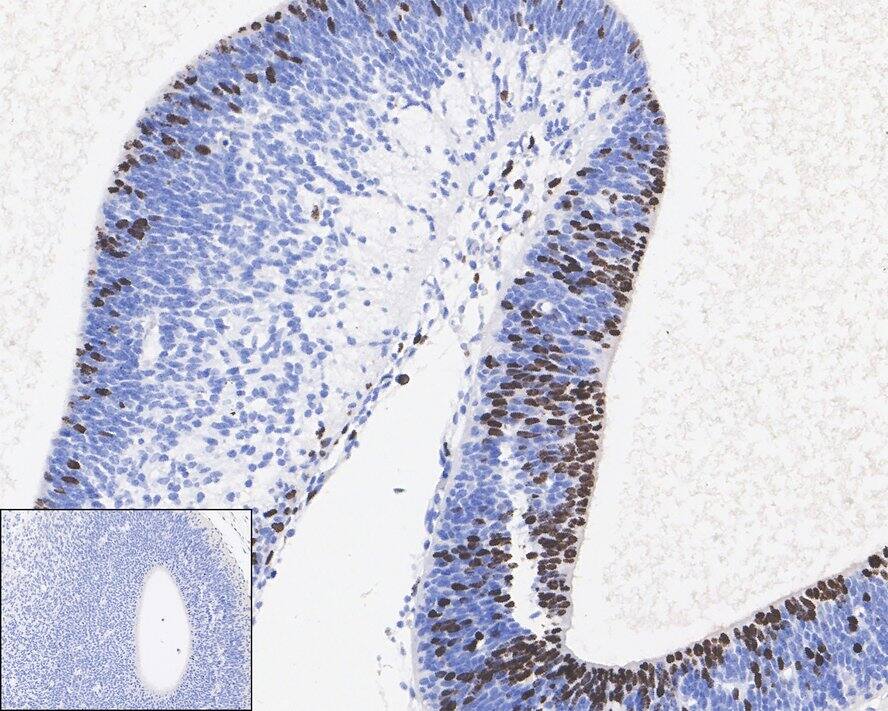 Bromodeoxyuridine/BrdU Antibody (A9C7-R)