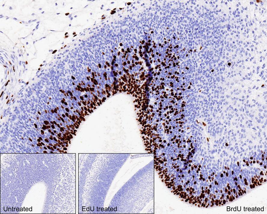 Bromodeoxyuridine/BrdU Antibody (PSH0-18)