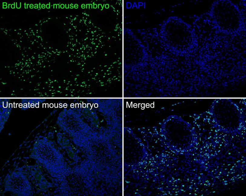Bromodeoxyuridine/BrdU Antibody (PSH0-18)