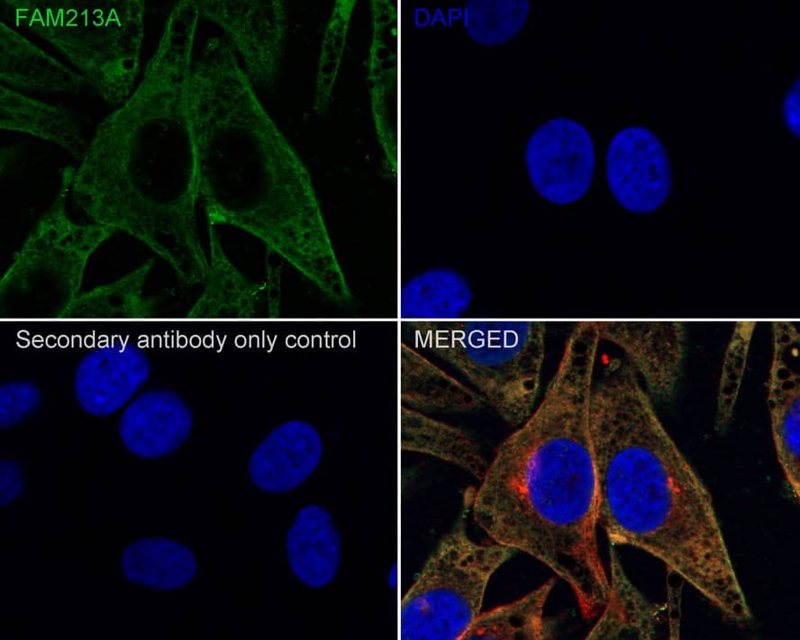 FAM213A Antibody (7-B7-R)