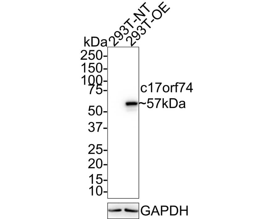 SPEM2 Antibody (PSH02-66)