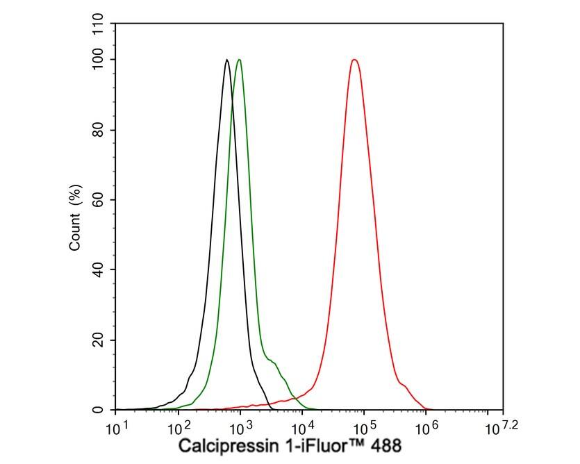 RCAN1 Antibody (JE62-71)