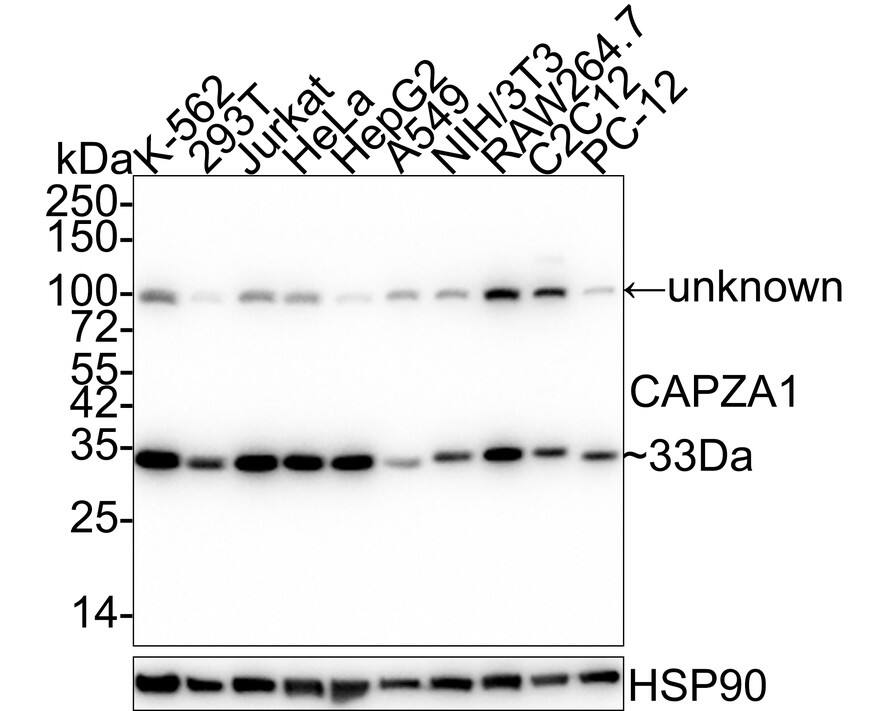 CAPZA1 Antibody (A2E7-R)