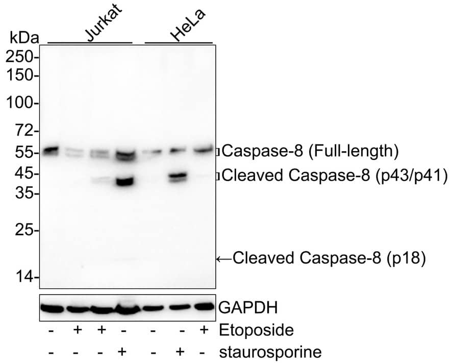 Caspase-8 Antibody (PSH04-77)