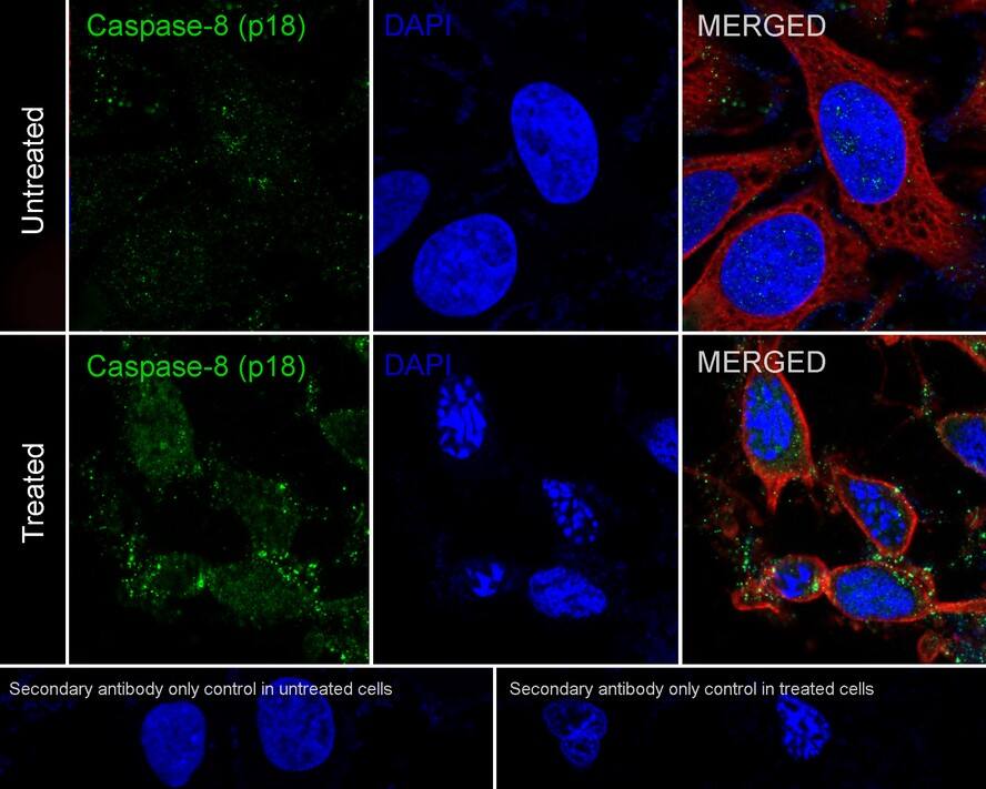 Caspase-8 Antibody (PSH04-77)