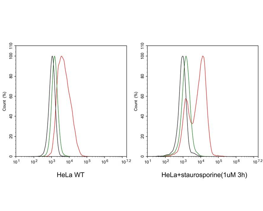 Caspase-8 Antibody (PSH04-77)
