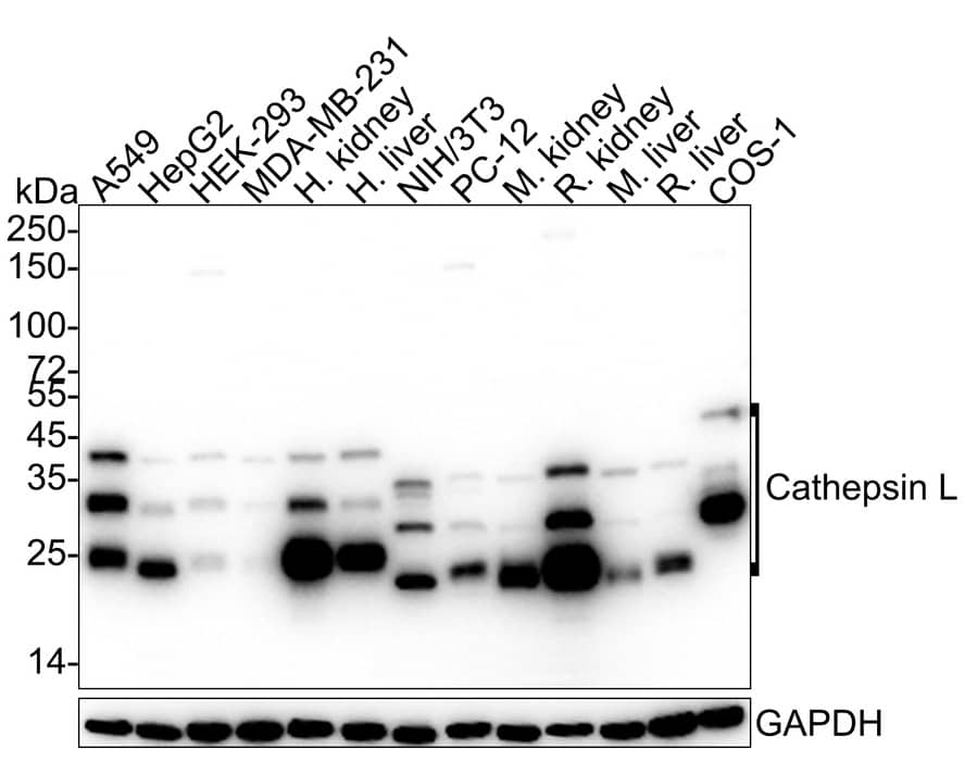 Cathepsin L Antibody (PSH03-92) Western Blot: Cathepsin L Antibody (PSH03-92) [NBP3-32112]