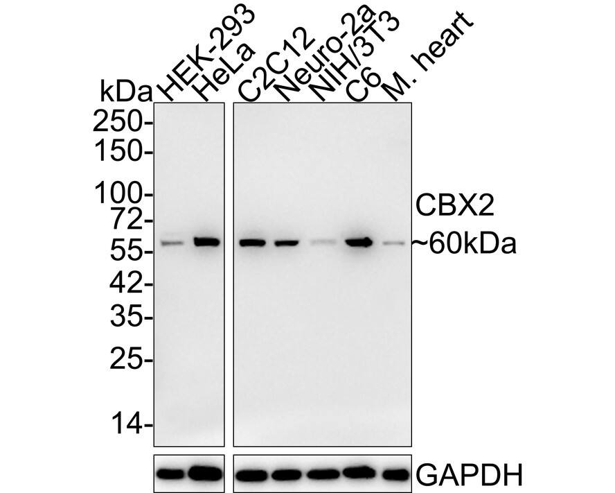 Cbx2 Antibody (JE34-45)