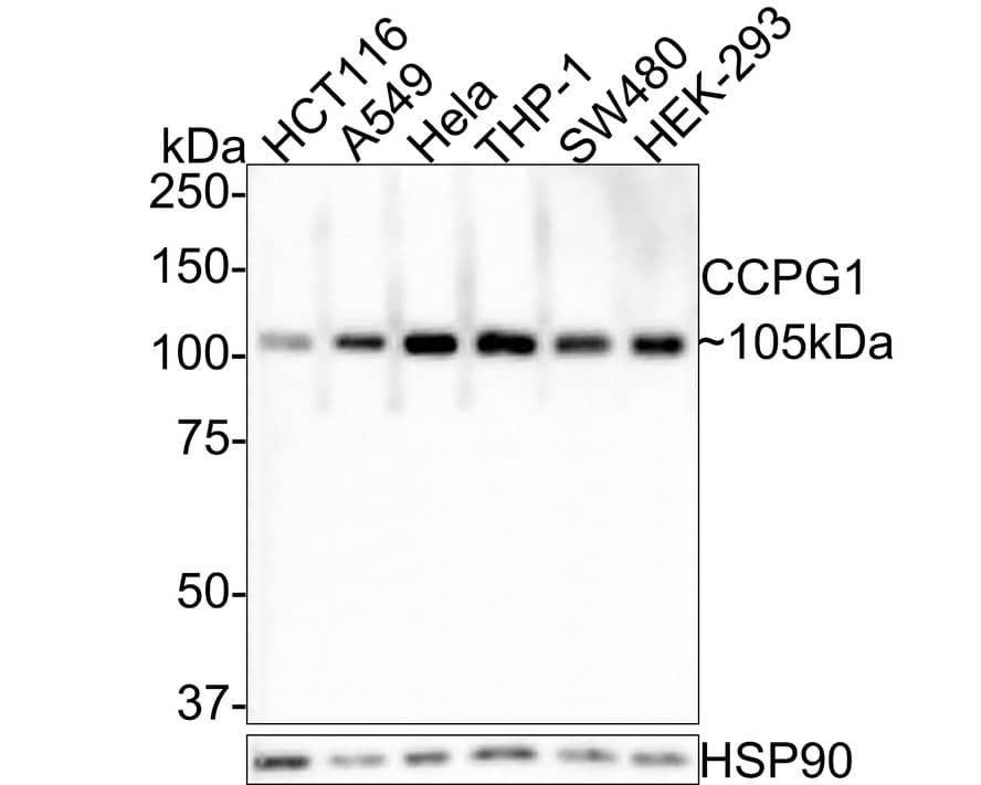 CPR8 Antibody