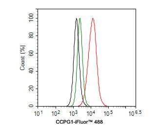 CPR8 Antibody