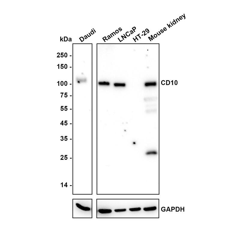 Neprilysin/CD10 Antibody (A1G3-R) Western Blot: Neprilysin/CD10 Antibody (A1G3-R) [NBP3-32118]
