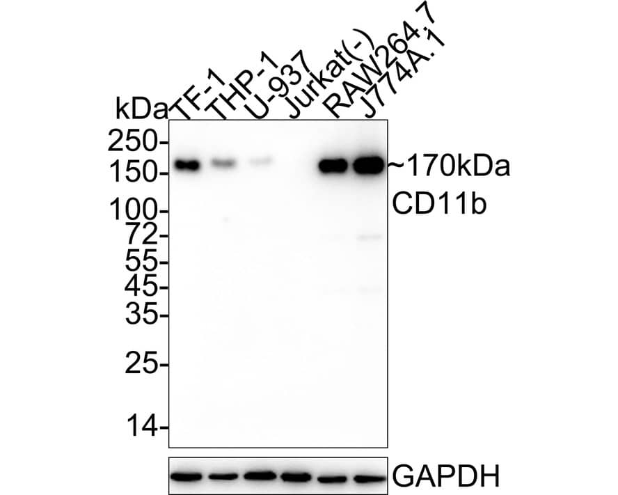 CD11b Antibody (PSH03-96) Western Blot: CD11b Antibody (PSH03-96) [NBP3-32121]