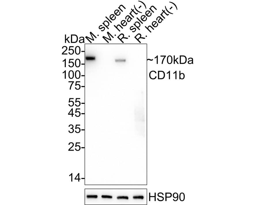 CD11b Antibody (PSH03-96) Western Blot: CD11b Antibody (PSH03-96) [NBP3-32121]