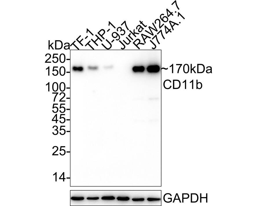 CD11b Antibody (PSH03-96)