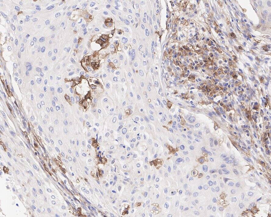 CD11b Antibody (PSH03-96)