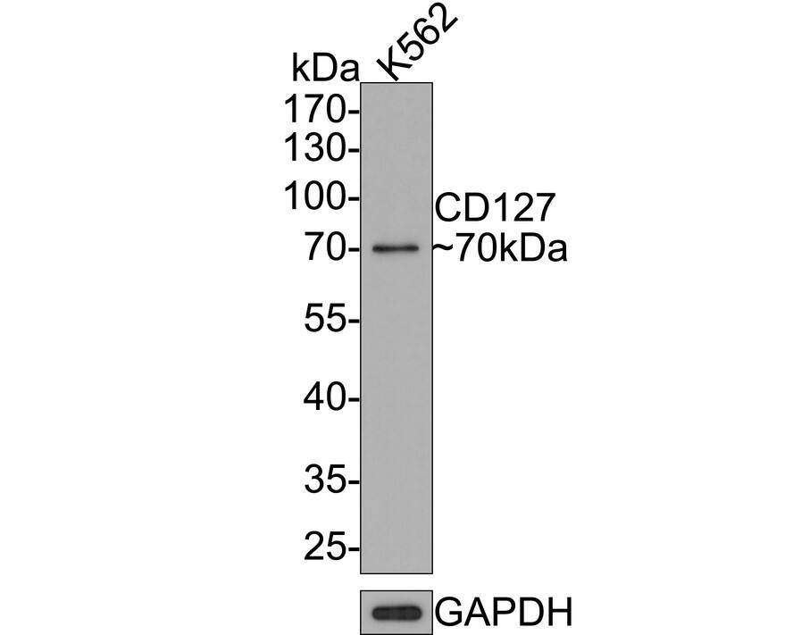 IL-7R alpha/CD127 Antibody (JE37-10)