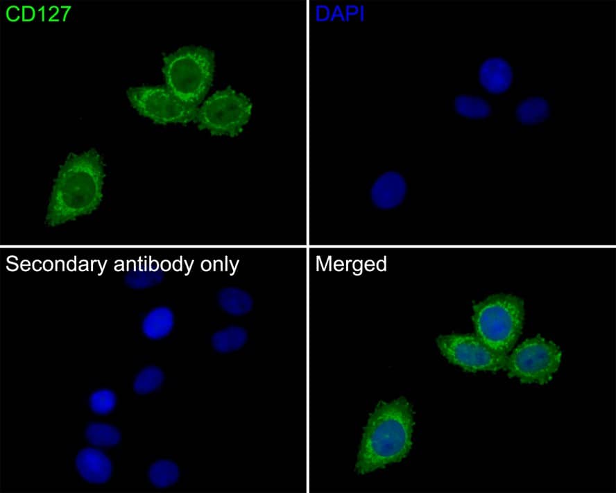 IL-7R alpha/CD127 Antibody (JE37-10)