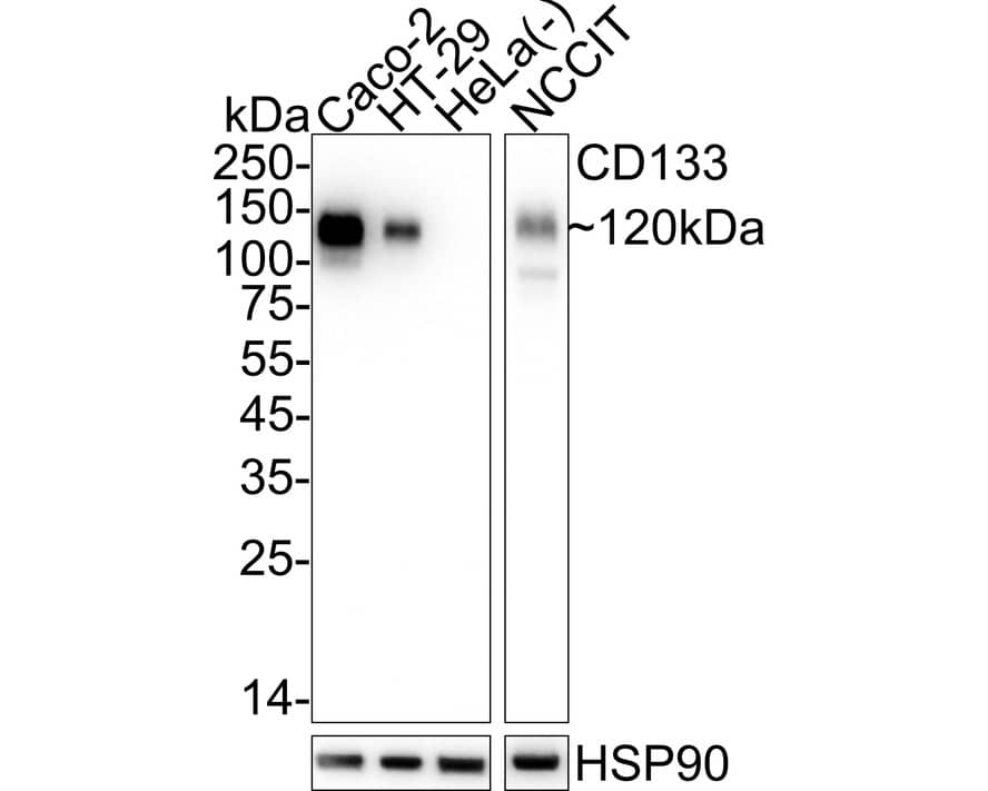 CD133 Antibody (A8C3-R) Western Blot: CD133 Antibody (A8C3-R) [NBP3-32124]