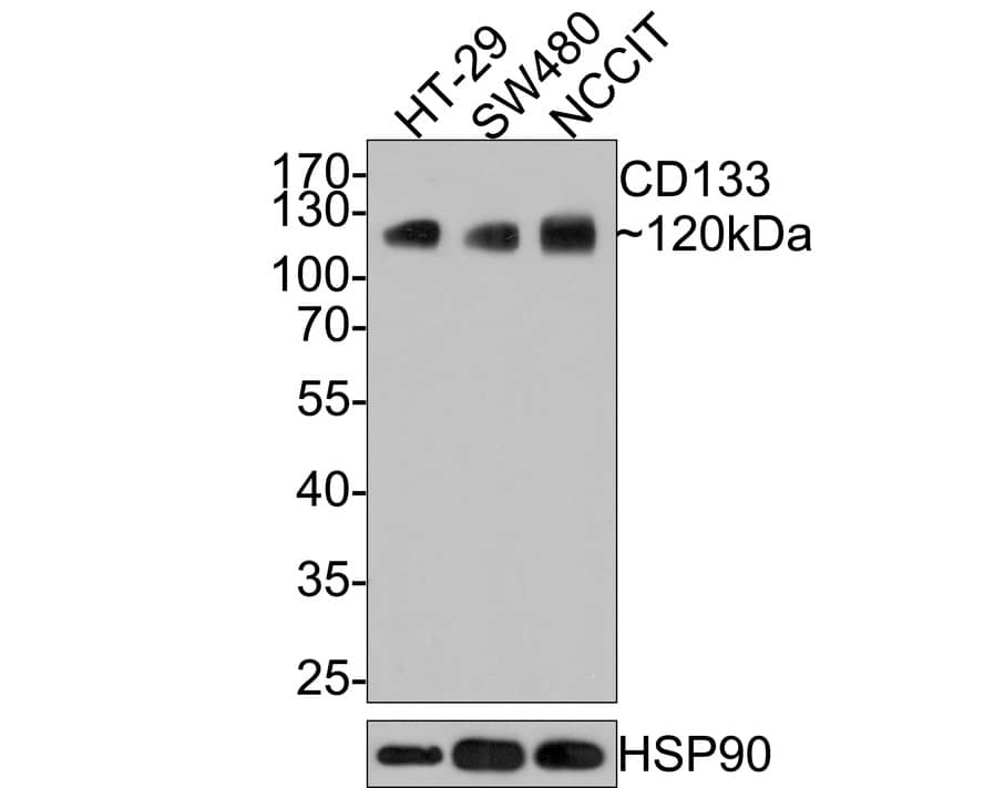 CD133 Antibody (A8C3-R)