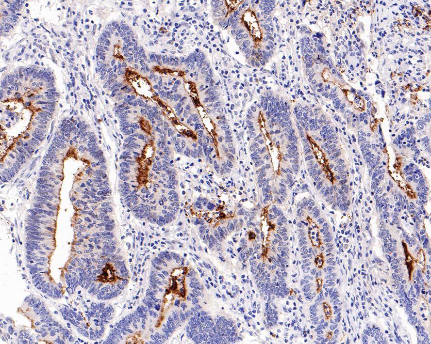 CD133 Antibody (A8C3-R)
