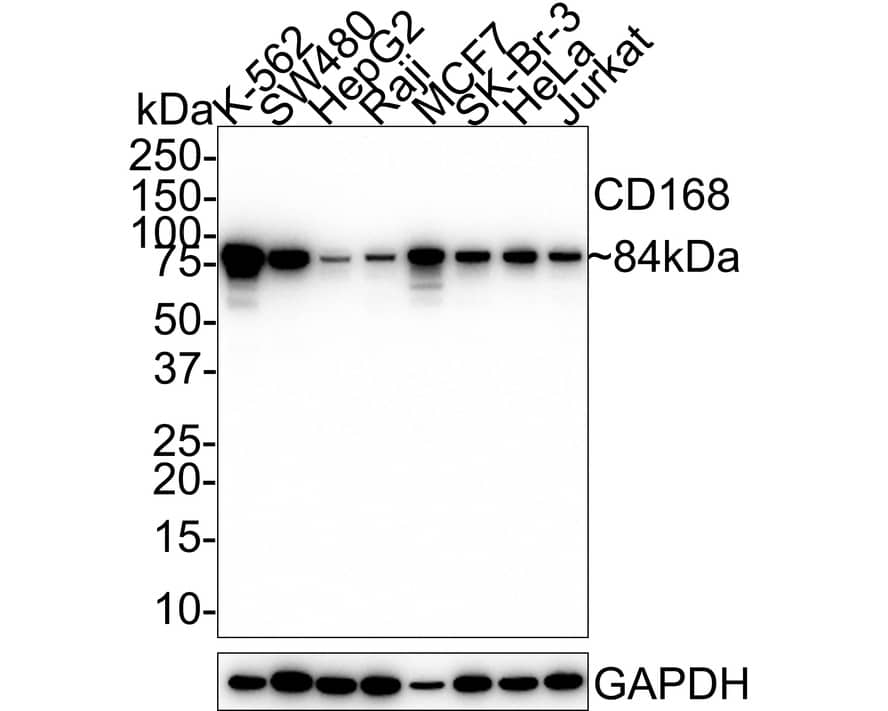 RHAMM/CD168 Antibody (PSH02-16)