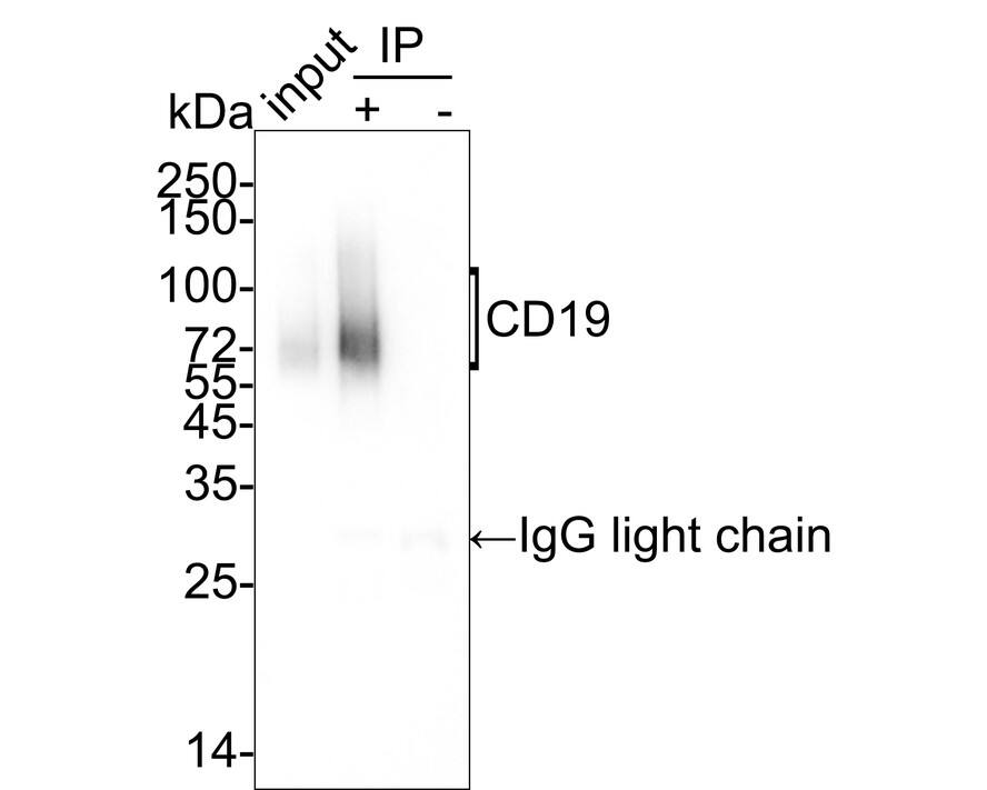 CD19 Antibody (PSH03-94)