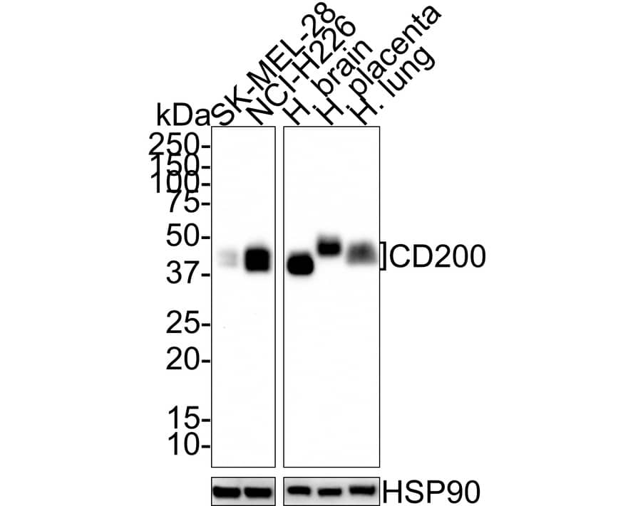 CD200/OX2 Antibody (PSH01-48)