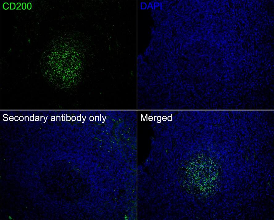 CD200/OX2 Antibody (PSH01-48)