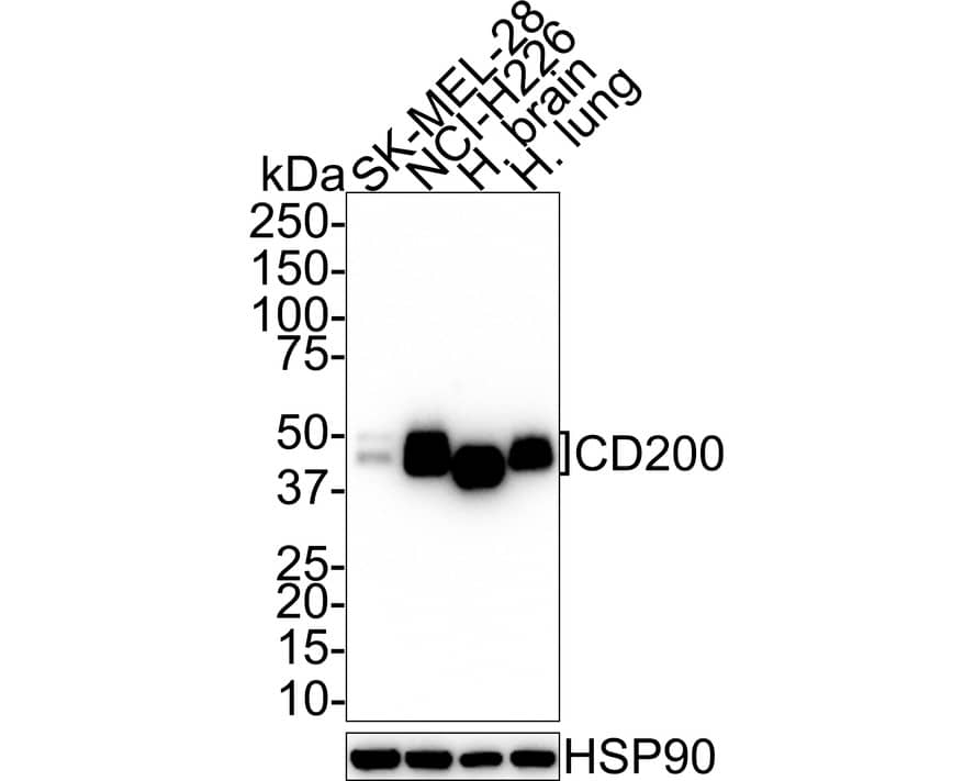 CD200/OX2 Antibody (PSH01-49)