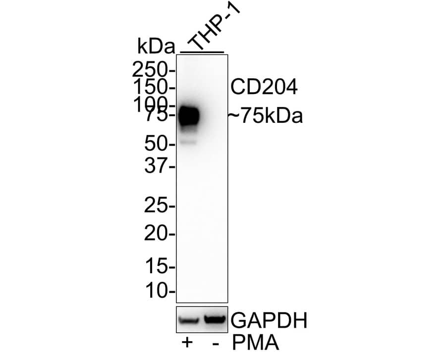 SR-AI/MSR Antibody (A8G2-R)