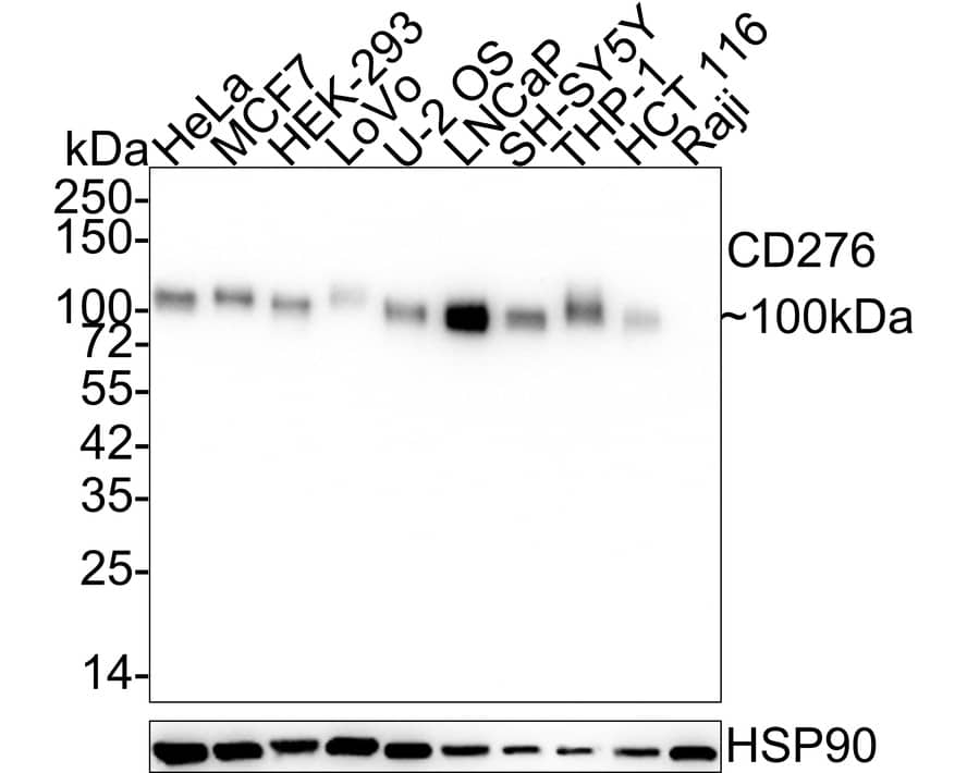 B7-H3/CD276 Antibody (PSH02-46)