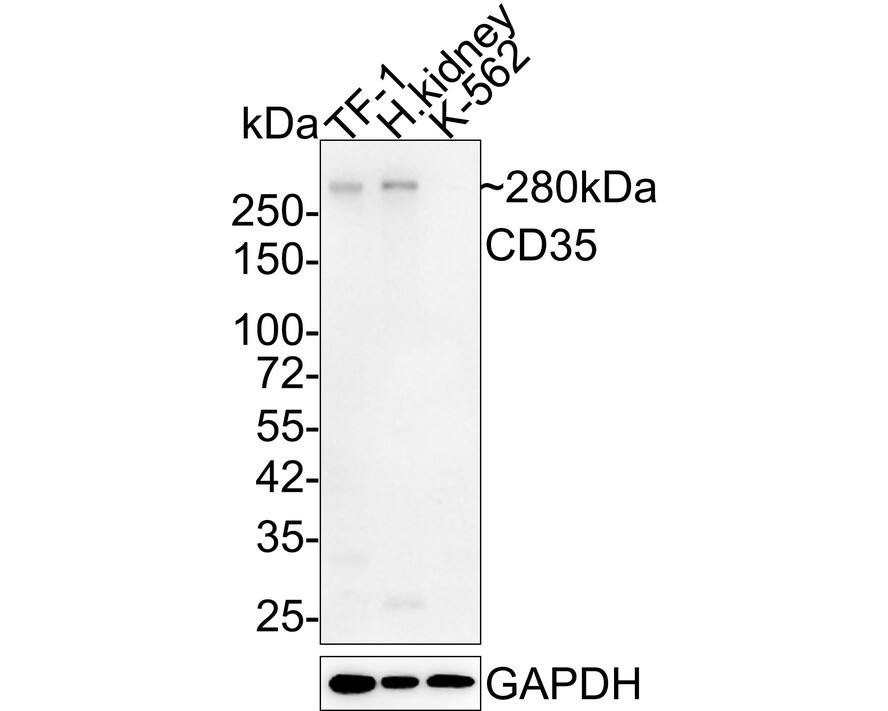 CD35 Antibody (A4F3-R)