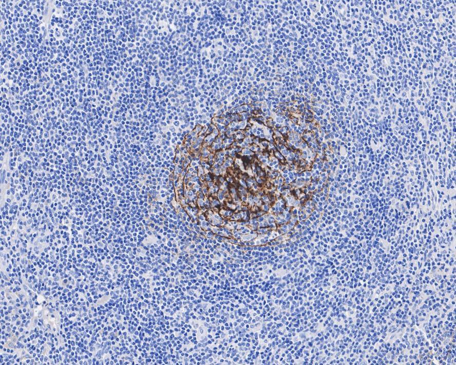 CD35 Antibody (A4F3-R)