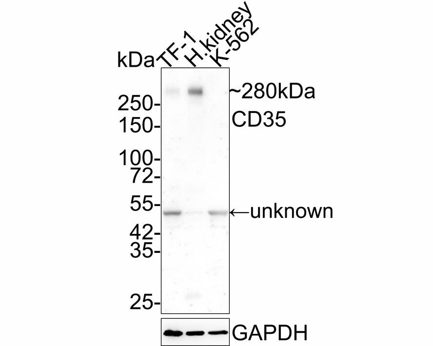 CD35 Antibody (A4G1-R)