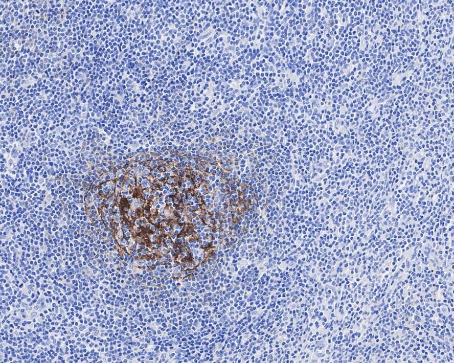 CD35 Antibody (A4G1-R)