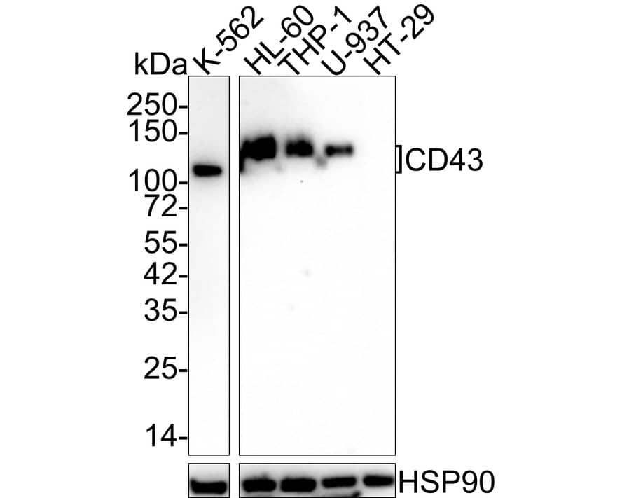 CD43/Sialophorin Antibody (A2F8-R)