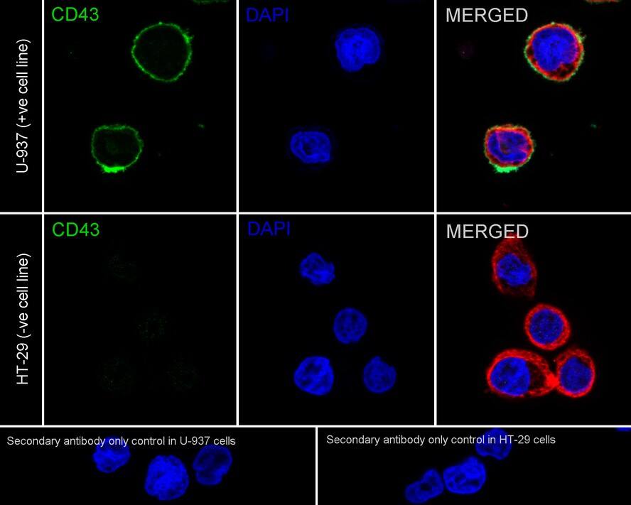 CD43/Sialophorin Antibody (A2F8-R)