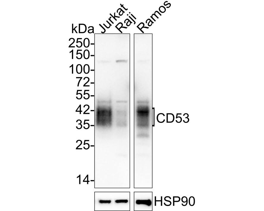 CD53 Antibody (JE60-38) Western Blot: CD53 Antibody (JE60-38) [NBP3-32159]