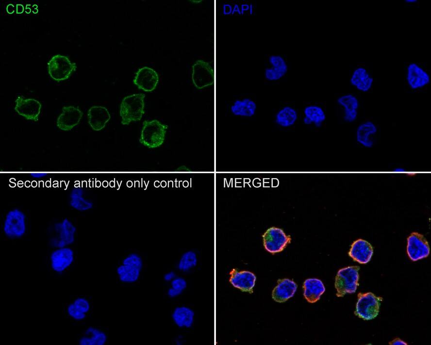 CD53 Antibody (JE60-38)
