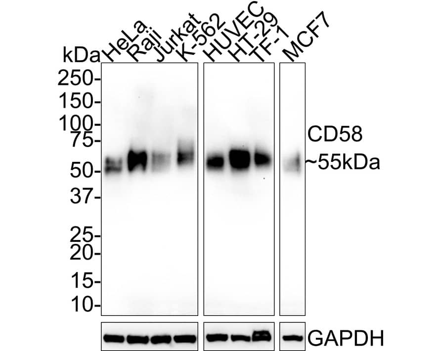 CD58/LFA-3 Antibody (PSH02-74)