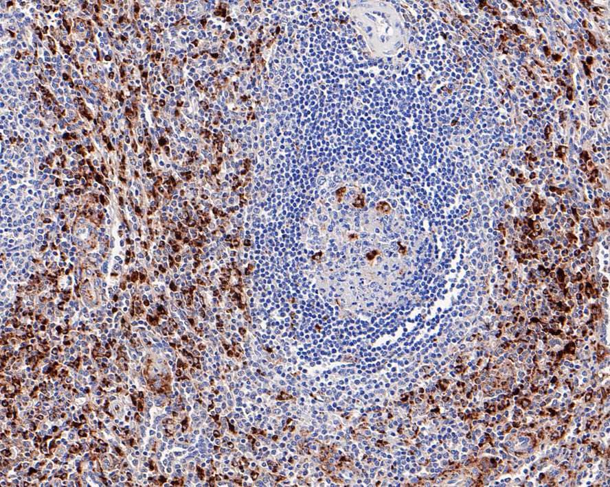 CD68/SR-D1 Antibody (PDM0-13)