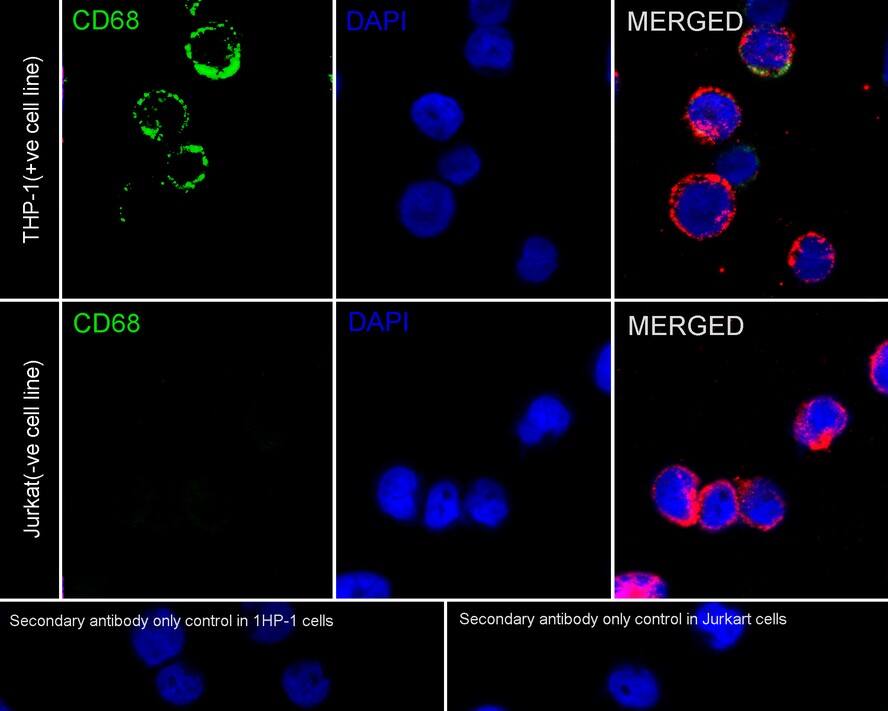 CD68/SR-D1 Antibody (A3C3-R)